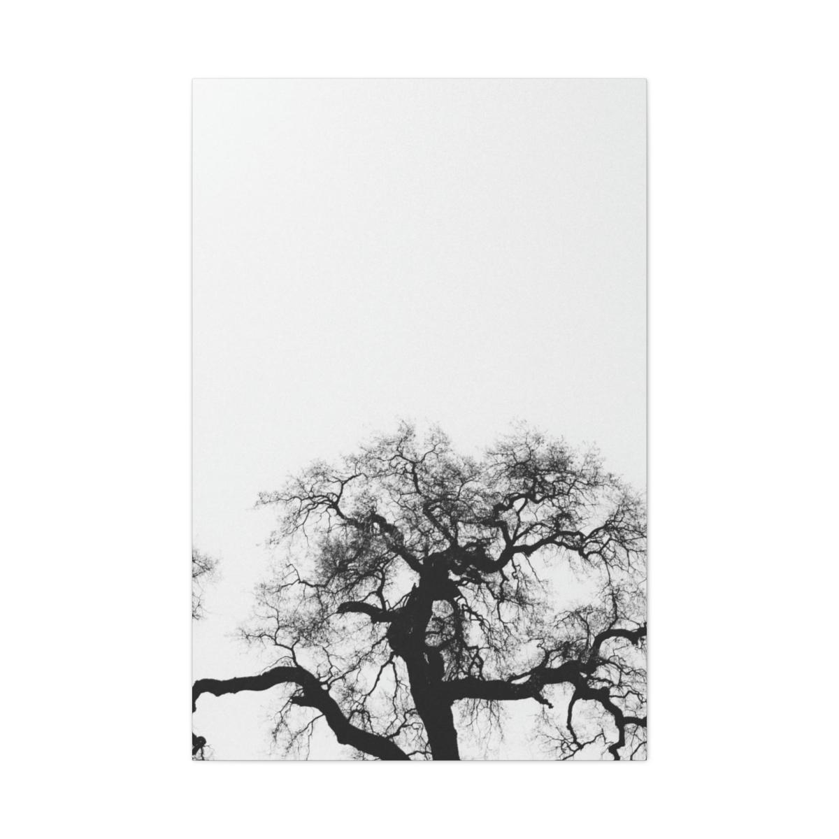 Image of a bare tree