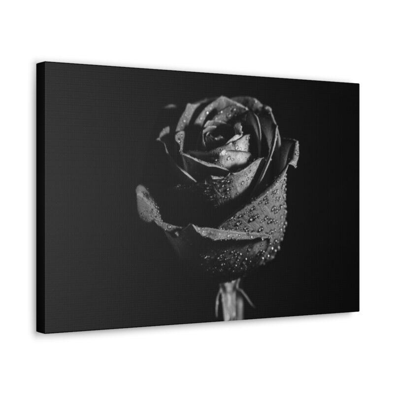 Black and white rose flower