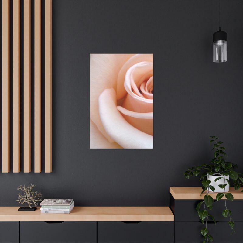 Picture of a rose flower