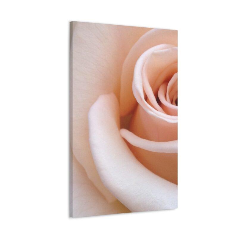 Picture of a rose flower