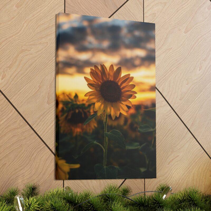 Picture of sunflower