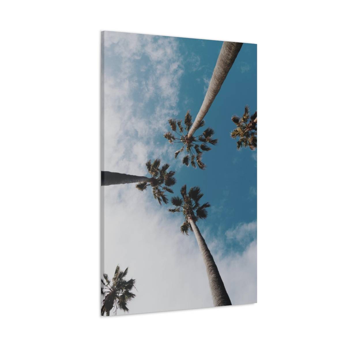 Photography of coconut trees