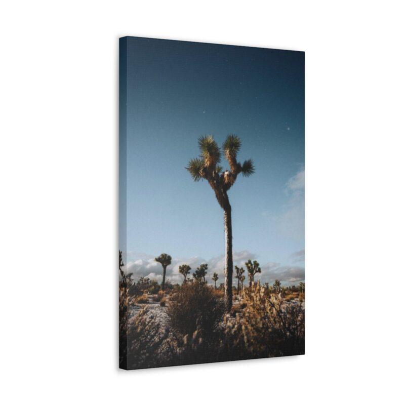 Picture of palm tree