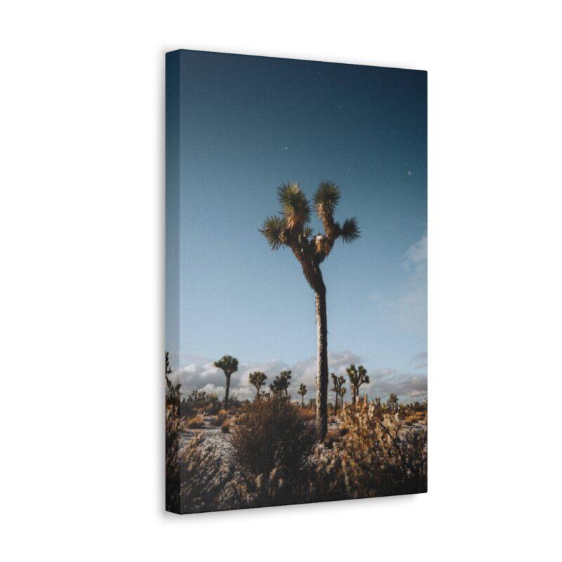 Picture of palm tree