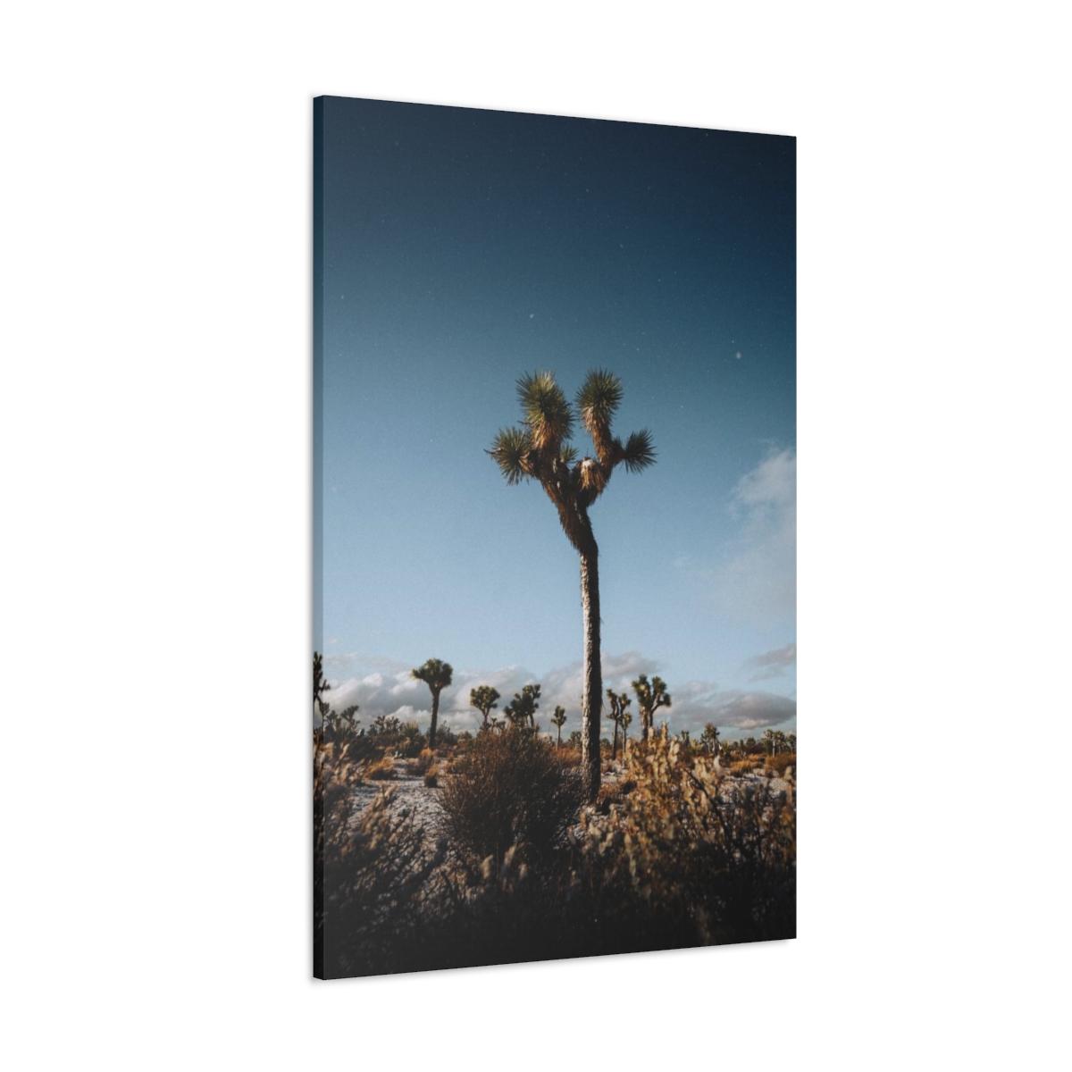 Picture of palm tree