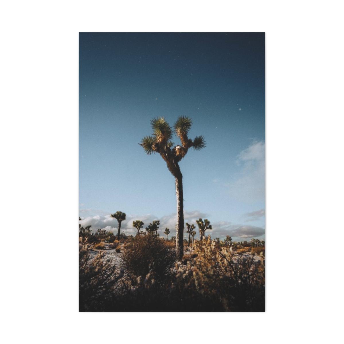 Picture of palm tree