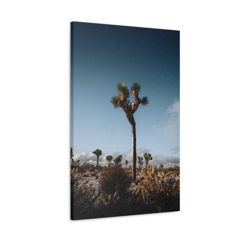 Picture of palm tree