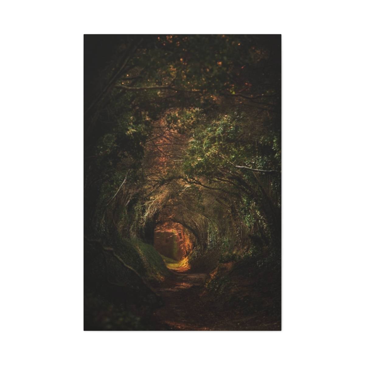 Tunnel of trees photo